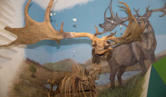 Giant Deer
