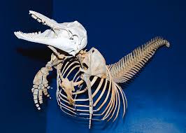 Dolphin Skeleton